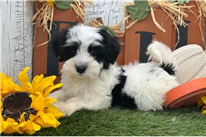 Ziggy - Havanese for sale