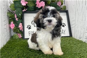 Haira - Havanese for sale
