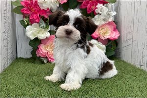 Kayson - Havanese for sale