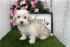 Charles - Havanese for sale