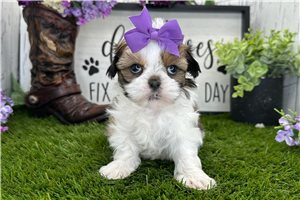 Gemma - Havanese for sale