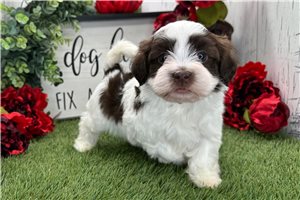 Kash - Havanese for sale