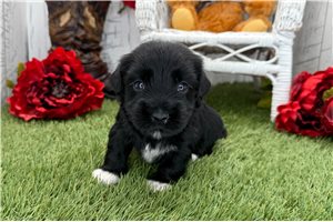 Sullivan - Havanese for sale