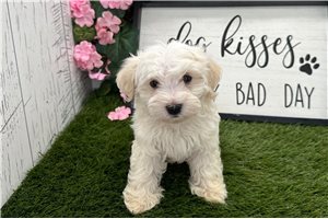 Dusty - Havanese for sale