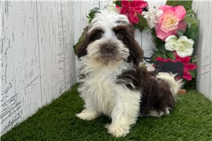 Barbie - Havanese for sale