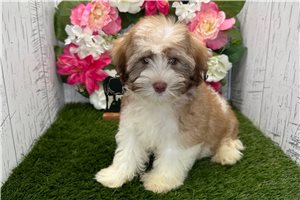 Kohen - Havanese for sale