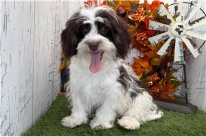 Hudson - Havanese for sale