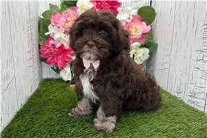 Dylan - Havanese for sale