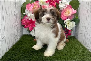 Dora - Havanese for sale