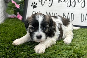 Haira - puppy for sale