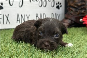 Mack - puppy for sale