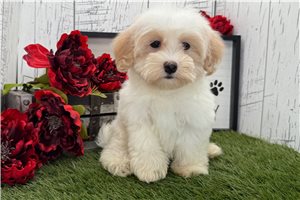 Francesca - puppy for sale