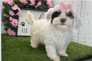 Cindy - Havanese for sale