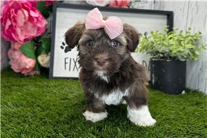 Ellie - puppy for sale