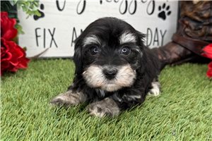 Kiara - Havanese for sale