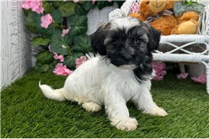 Sydney - Havanese for sale