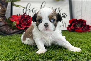 Gemma - puppy for sale