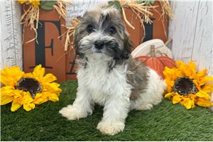 Sandra - Havanese for sale