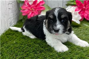 Zion - puppy for sale