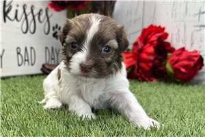Marco - Havanese for sale