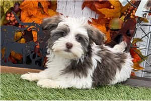 Luna - puppy for sale