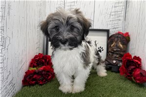 Voltage - Havanese for sale