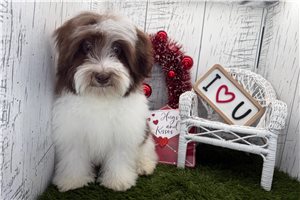 Logan - Havanese for sale