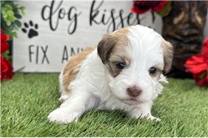 Pixie - puppy for sale