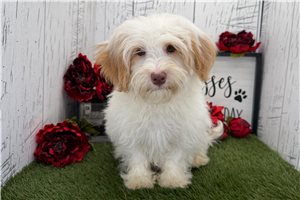 Frankie - puppy for sale