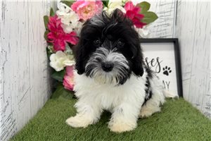 Draco - Havanese for sale