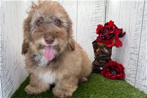 Henry - Havanese for sale