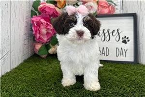 Eleanor - Havanese for sale
