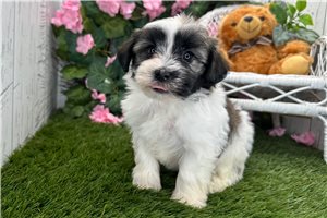 Shane - Havanese for sale