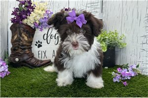 Serenity - Havanese for sale