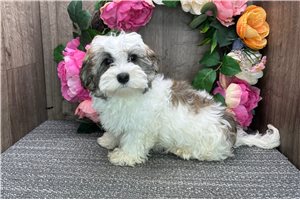 Corbin - puppy for sale