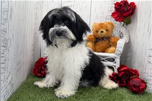 Vern - Havanese for sale