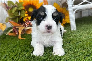 Edith - puppy for sale
