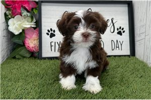 Louisa - Havanese for sale