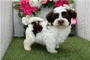 Kash - Havanese for sale