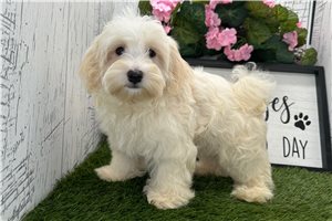 Dusty - Havanese for sale