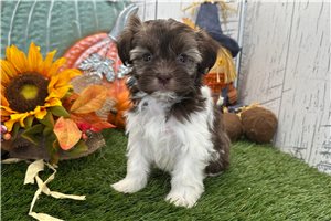 Lara - Havanese for sale
