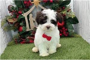 Ibby - puppy for sale