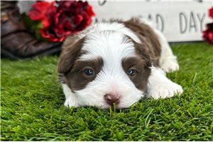 Gatlin - Havanese for sale