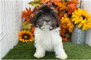Ramona - Havanese for sale