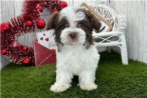 Levi - Havanese for sale