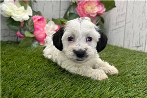 Vicky - Havanese for sale