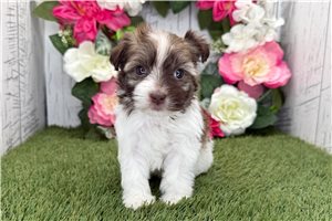 Marco - Havanese for sale
