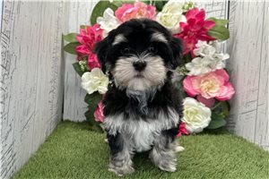 Kinsley - Havanese for sale