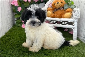 Bethany - puppy for sale