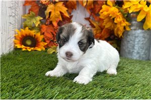 Buddy - Havanese for sale